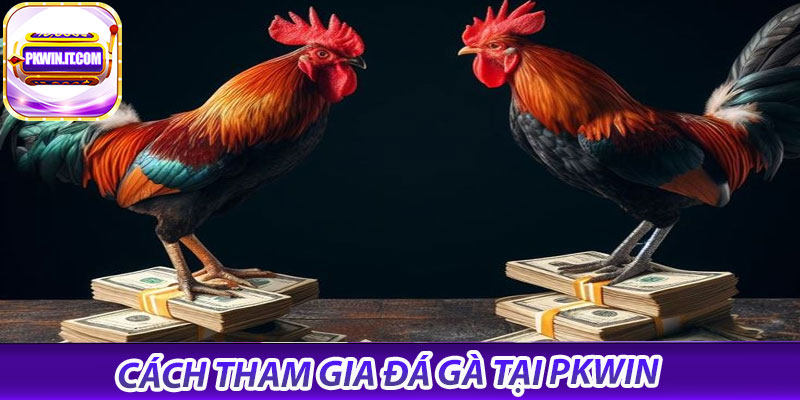Cách tham gia đá gà tại PKwin