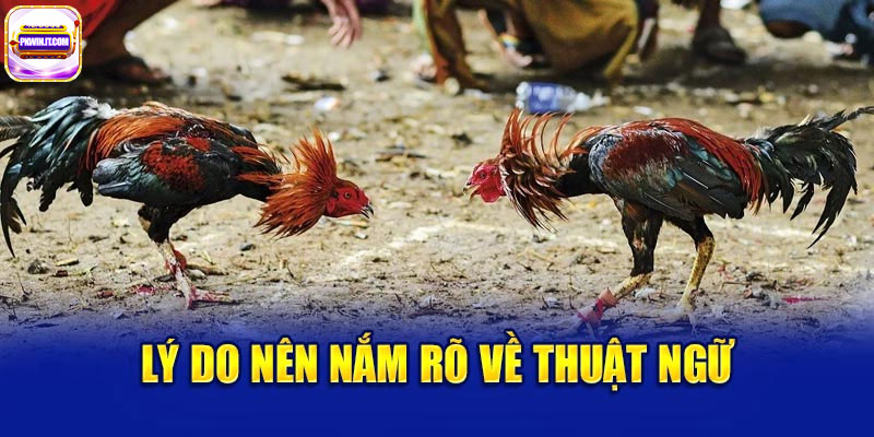 Các Thuật Ngữ Đá Gà Nào Cần Biết Khi Cược Trực Tuyến?