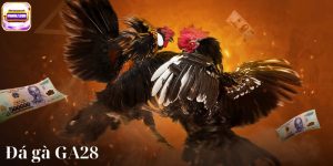 Da Ga Ga28 PKwin – Trai Nghiem Khong Gian Cuoc Dinh Cao