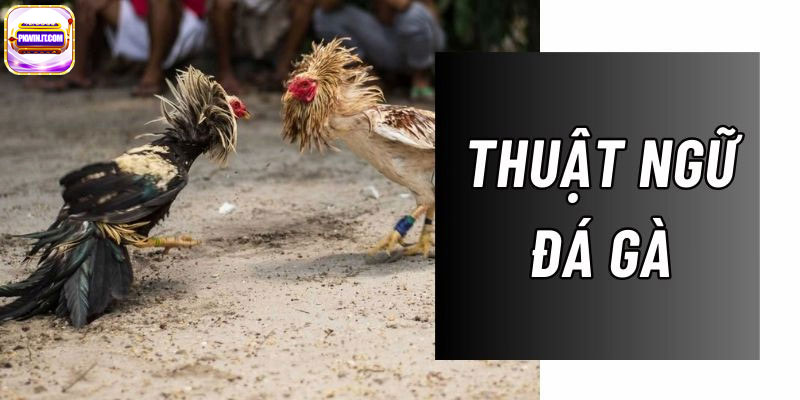 Giai Dap Thuat Ngu Da Ga – Bi Quyet Thanh Cong Cua Su Ke