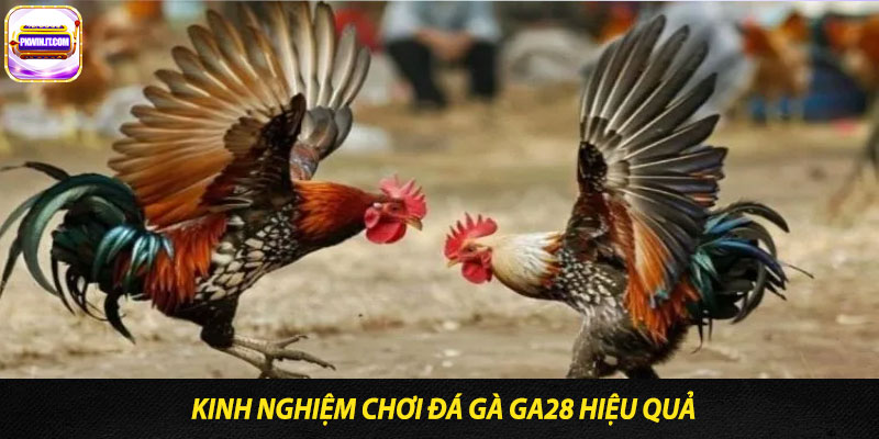 Kinh Nghiệm Chơi Đá Gà Ga28 Hiệu Quả