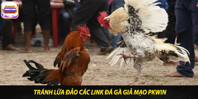 Tránh Lừa Đảo Các Link Đá Gà Giả Mạo PKwin